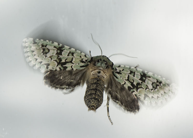 Griposia aprilina - Noctuidae